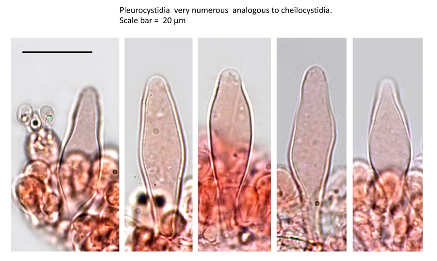 Psathyrella obtusata