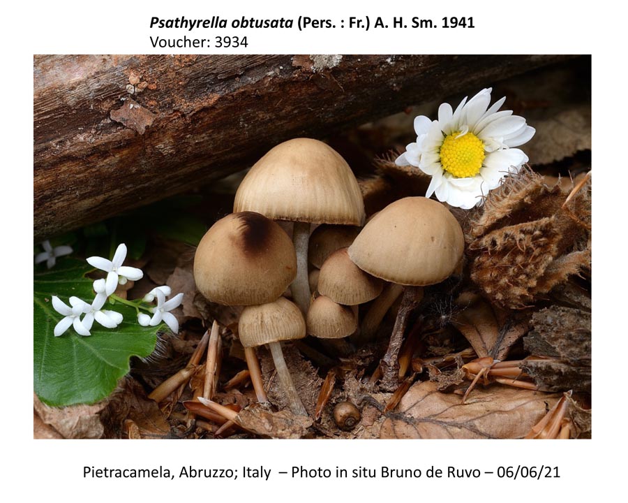 Psathyrella obtusata