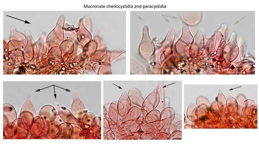 Psathyrella obtusata