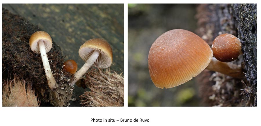 Psathyrella obtusata