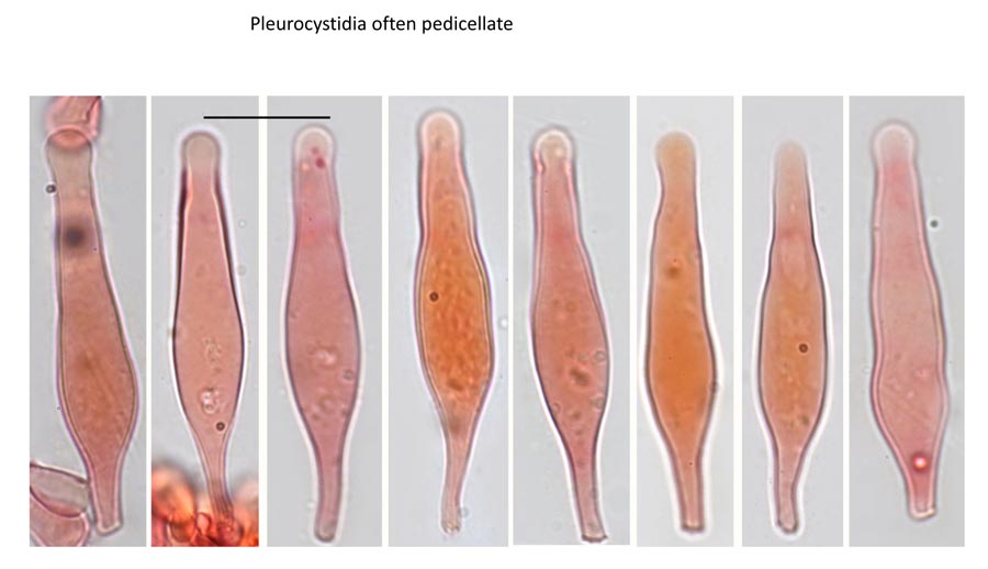 Psathyrella obtusata