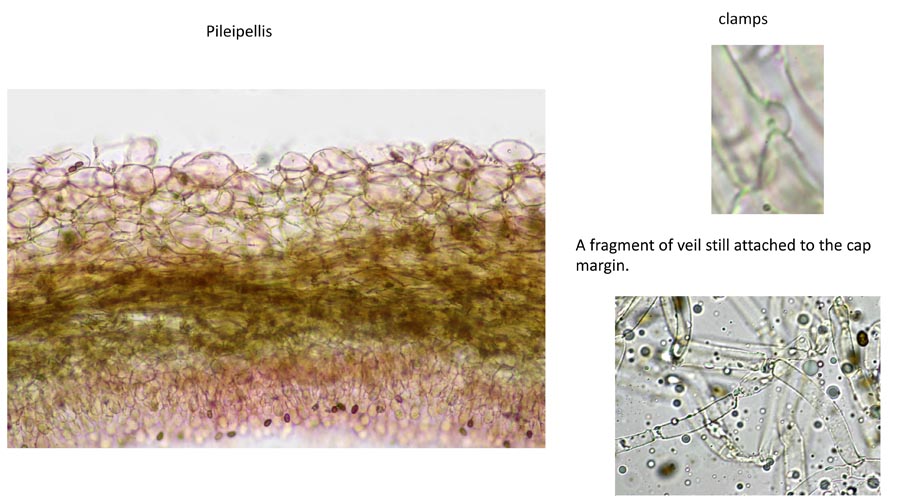 Psathyrella obtusata