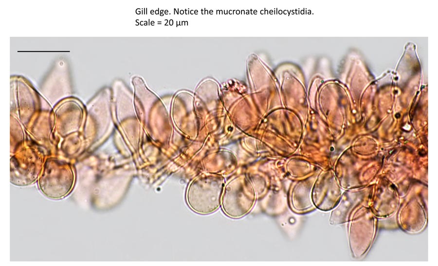 Psathyrella obtusata