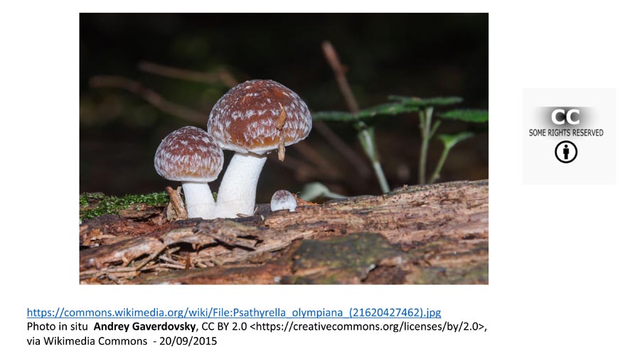 Psathyrella olympiana