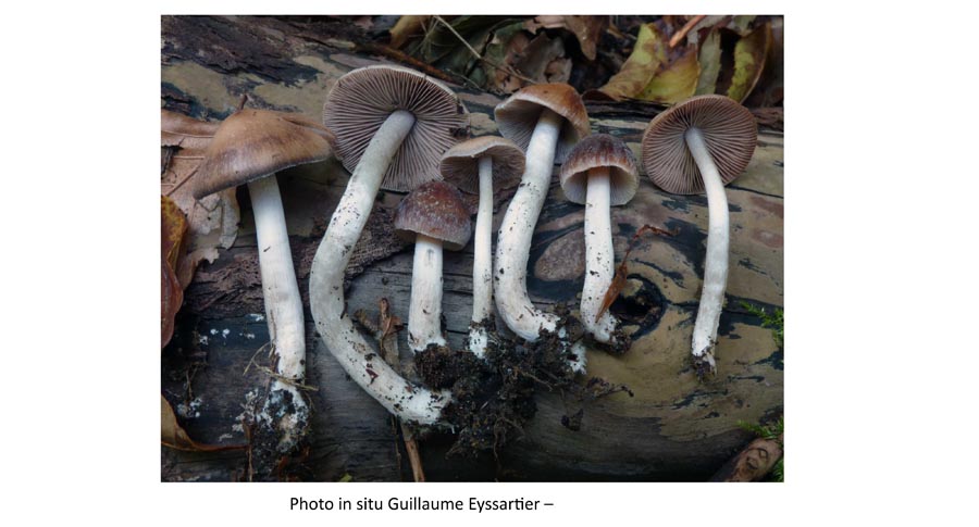 Psathyrella olympiana