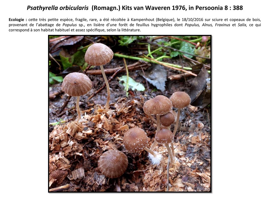 Psathyrella orbicularis (D. Deschuyteneer)