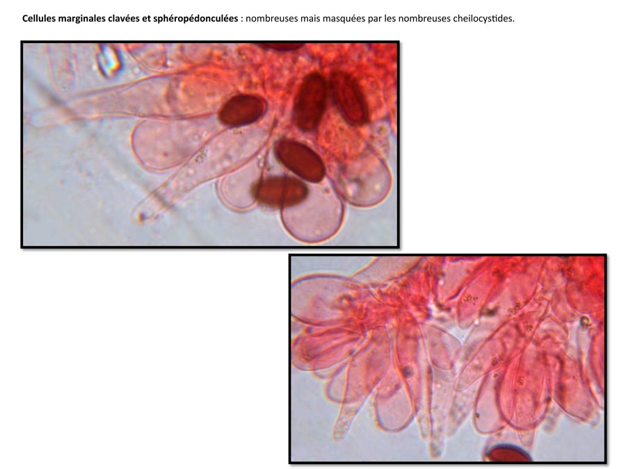 Psathyrella orbicularis (D. Deschuyteneer)