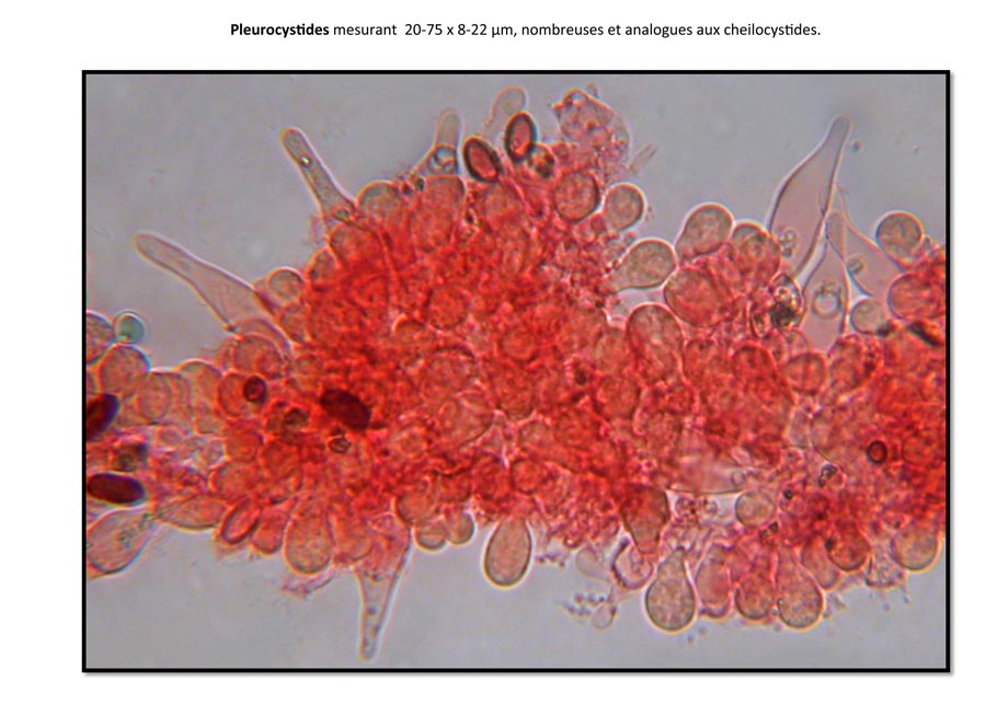 Psathyrella orbicularis (D. Deschuyteneer)