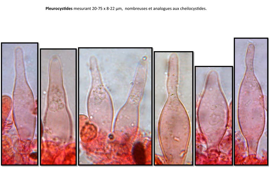 Psathyrella orbicularis (D. Deschuyteneer)