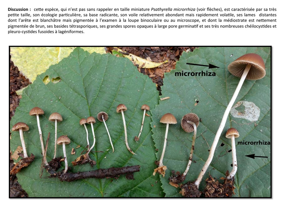 Psathyrella orbicularis (D. Deschuyteneer)