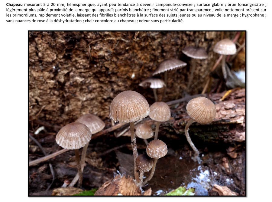 Psathyrella orbicularis (D. Deschuyteneer)