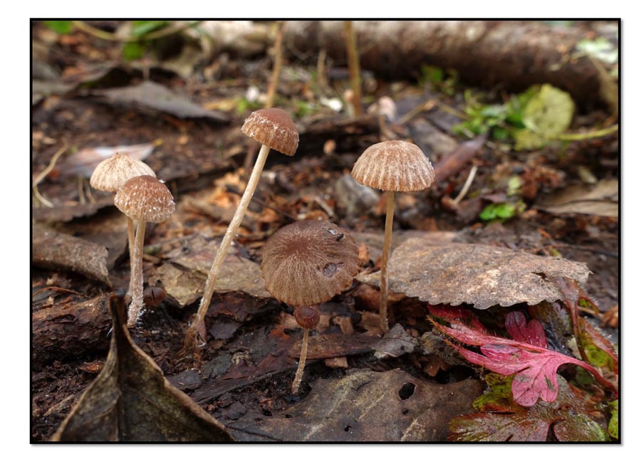 Psathyrella orbicularis (D. Deschuyteneer)