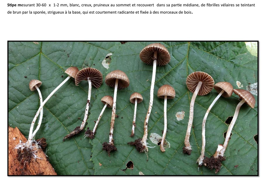 Psathyrella orbicularis (D. Deschuyteneer)