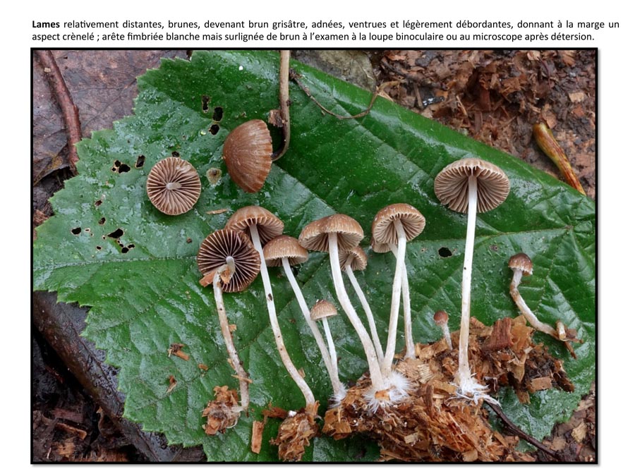 Psathyrella orbicularis (D. Deschuyteneer)