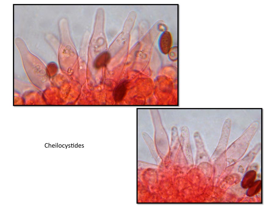 Psathyrella orbicularis (D. Deschuyteneer)