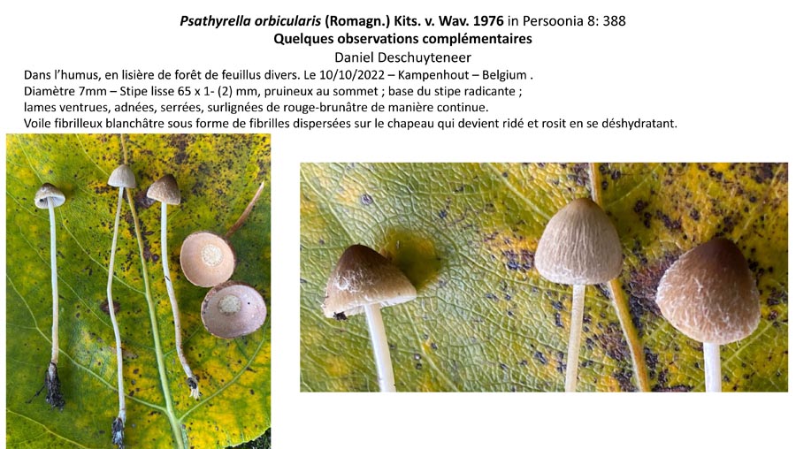 Psathyrella orbicularis