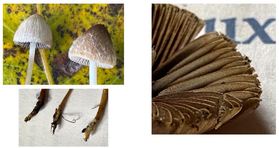 Psathyrella orbicularis