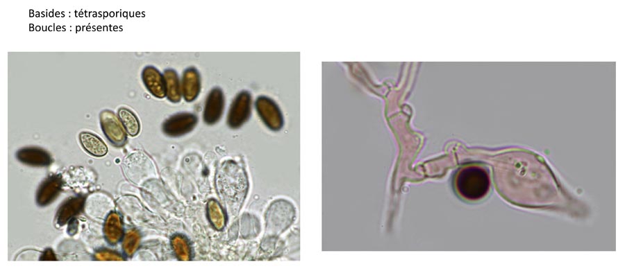 Psathyrella orbicularis