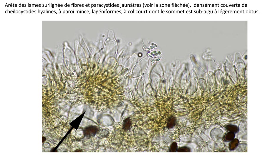 Psathyrella orbicularis