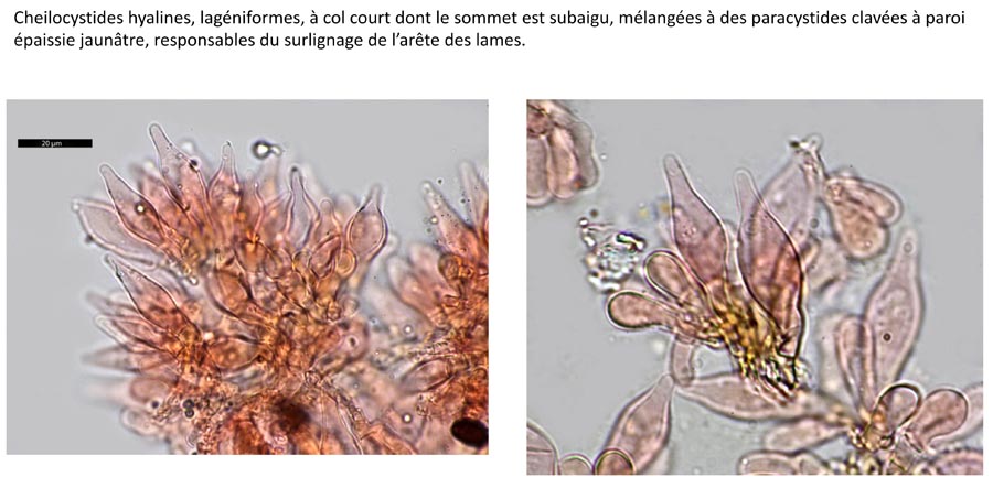 Psathyrella orbicularis