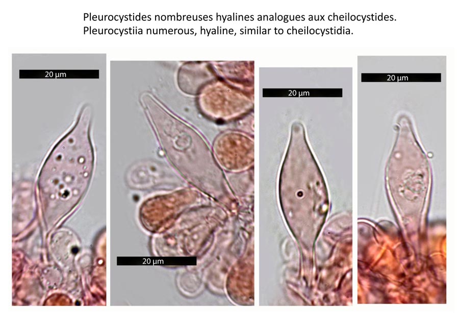 Psathyrella orbicularis