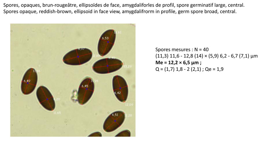 Psathyrella orbicularis