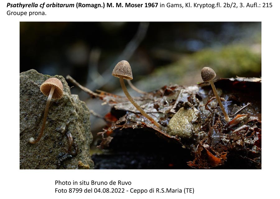 Psathyrella orbitarum