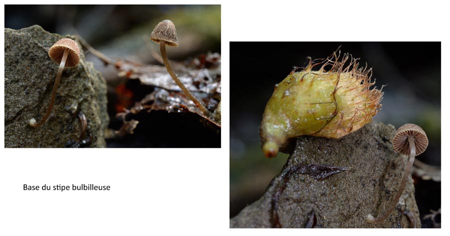 Psathyrella orbitarum