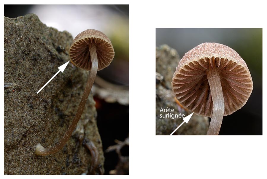 Psathyrella orbitarum