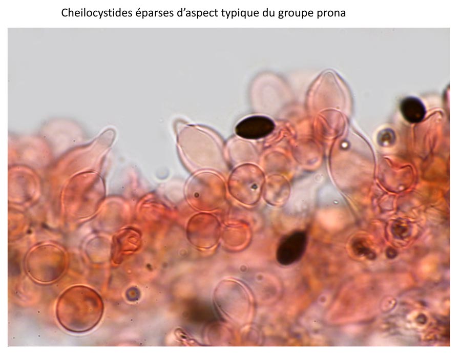 Psathyrella orbitarum