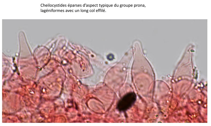 Psathyrella orbitarum