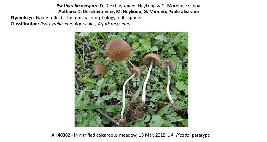 Psathyrella ovispora (D. Deschuyteneer)