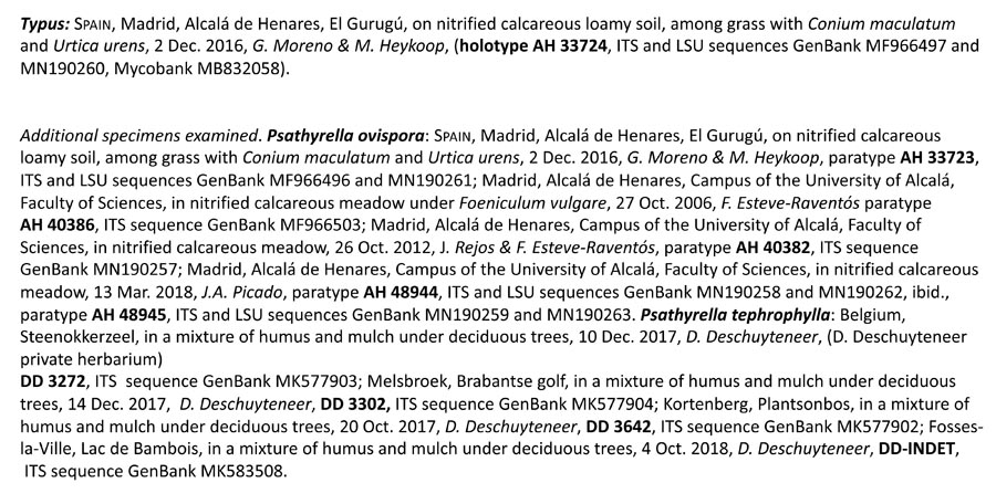 Psathyrella ovispora (D. Deschuyteneer)