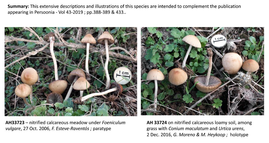 Psathyrella ovispora (D. Deschuyteneer)