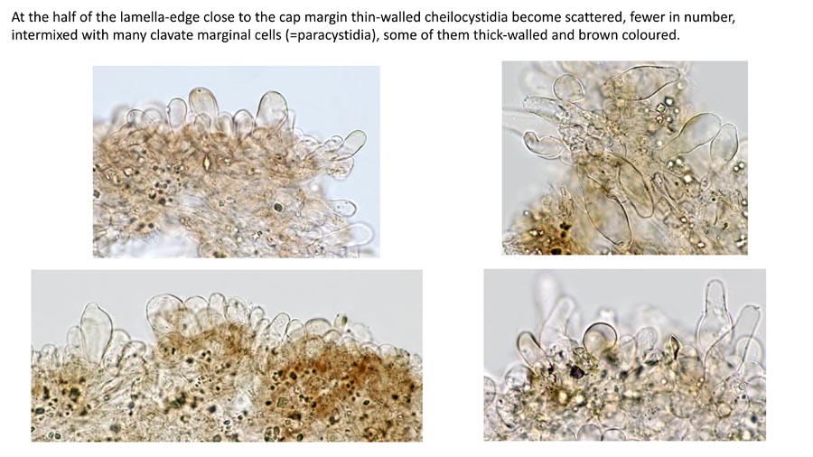 Psathyrella ovispora (D. Deschuyteneer)