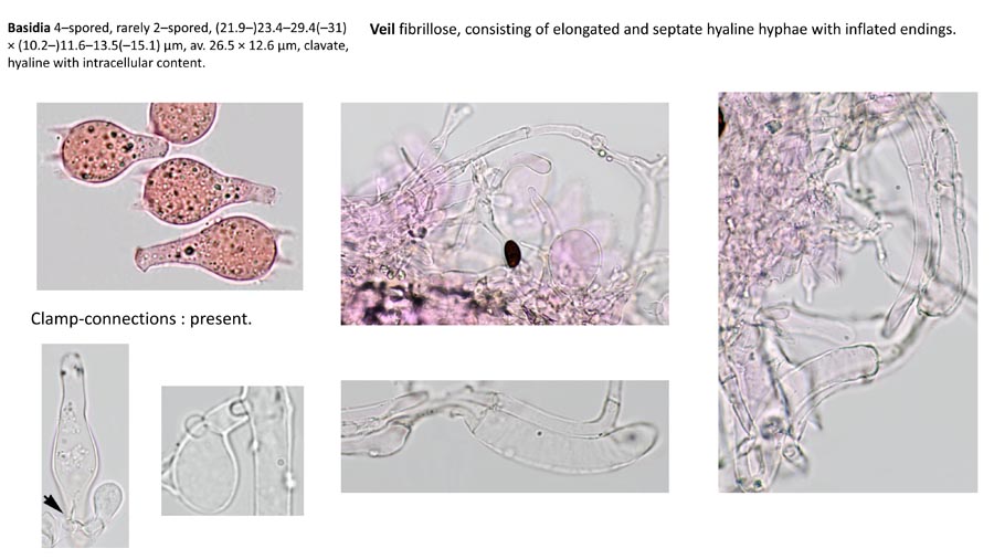 Psathyrella ovispora (D. Deschuyteneer)