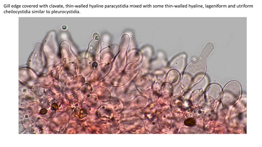 Psathyrella owyheensis