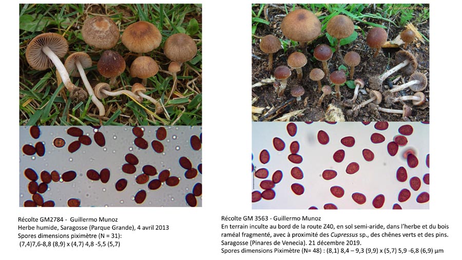 Psathyrella panaeoloides