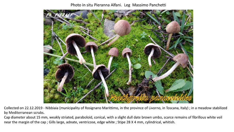 Psathyrella panaeoloides