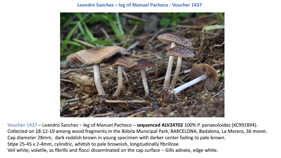 Psathyrella panaeoloides