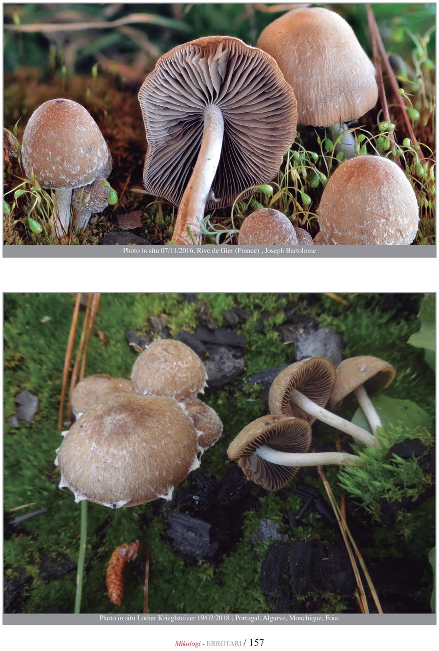 Psathyrella pennata