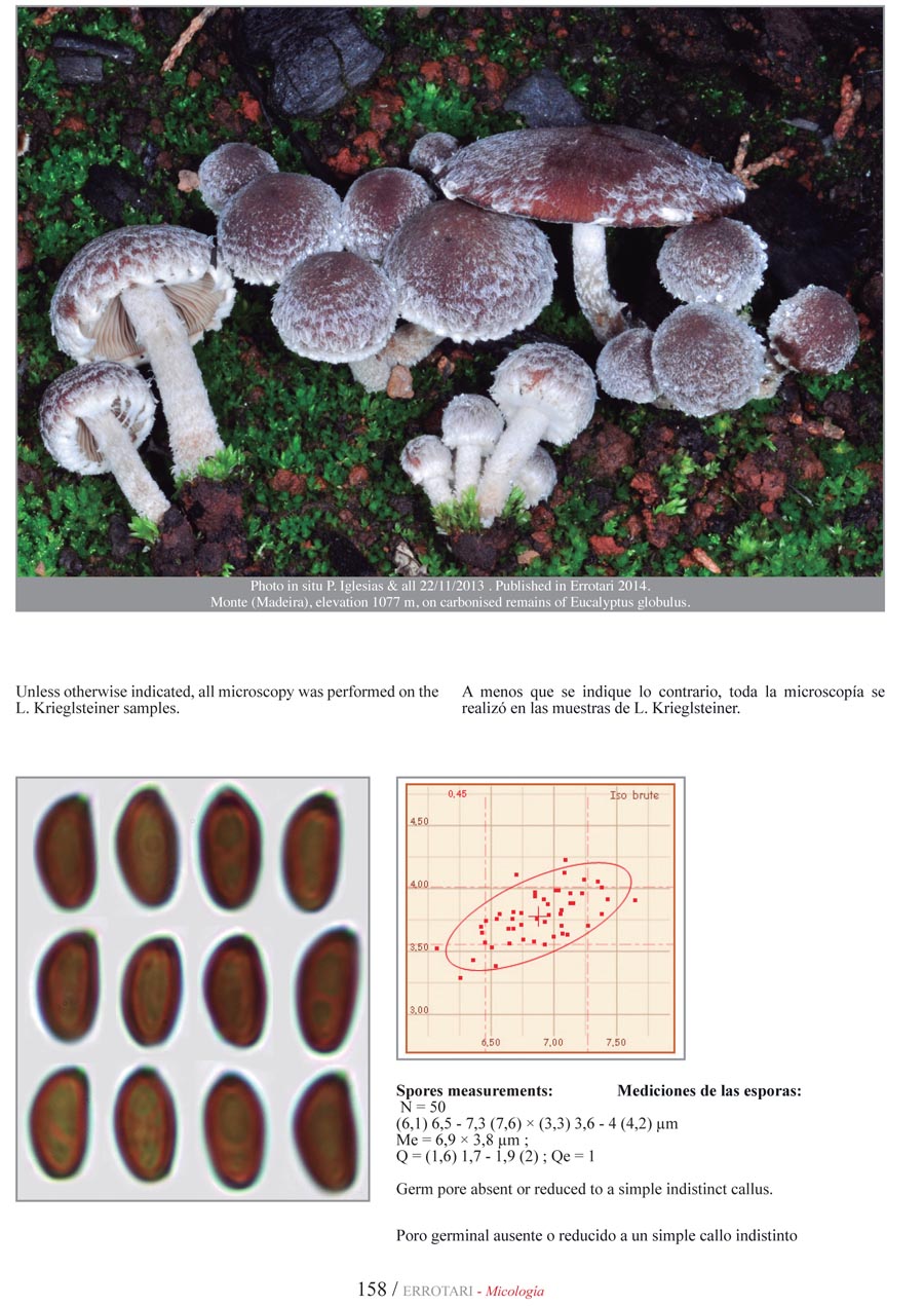 Psathyrella pennata