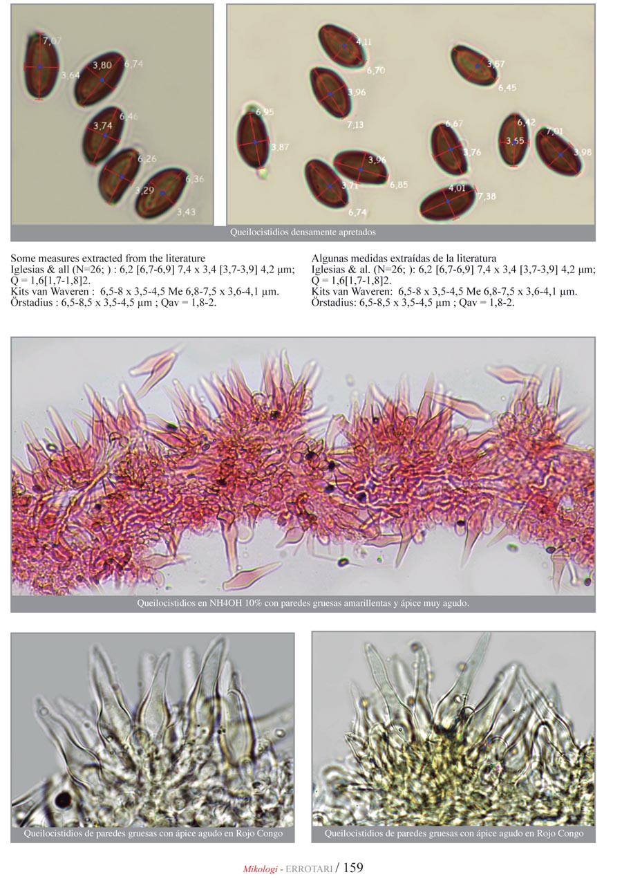 Psathyrella pennata