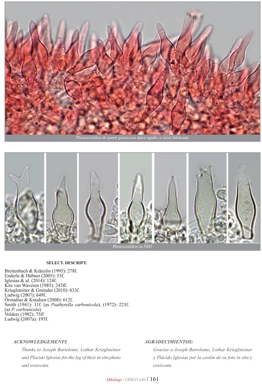 Psathyrella pennata