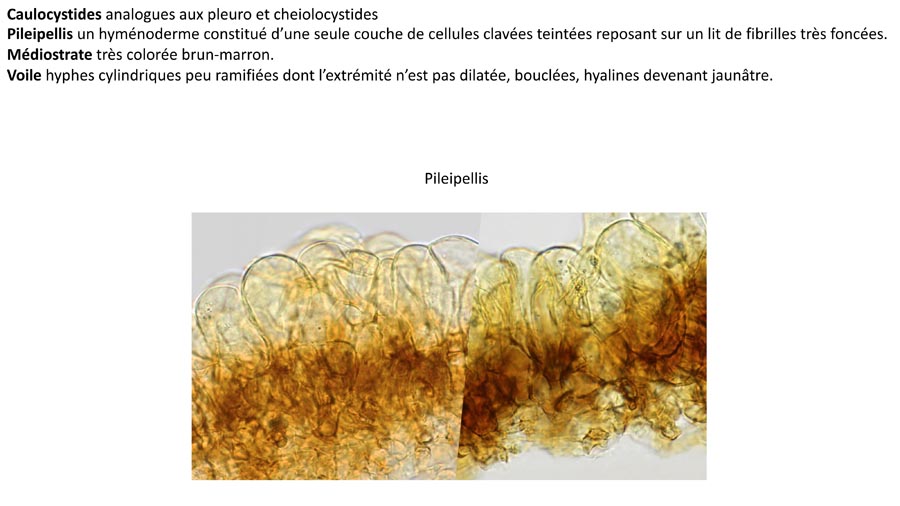 Psathyrella pertinax