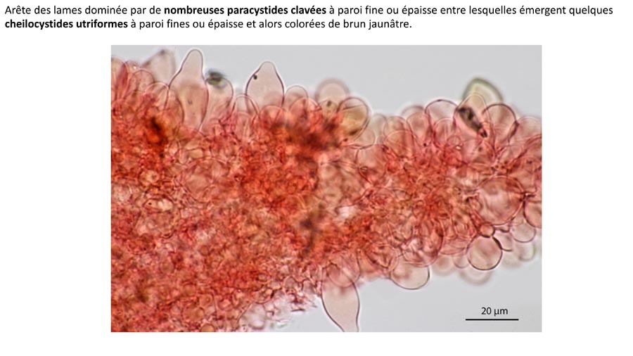 Psathyrella pertinax