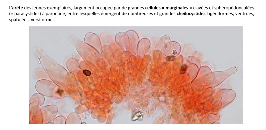 Psathyrella pertinax