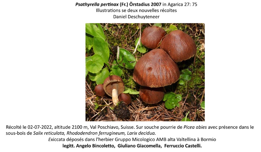 Psathyrella pertinax