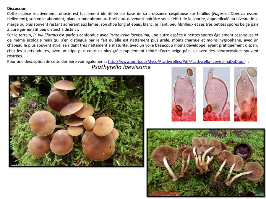 Psathyrella piluliformis
