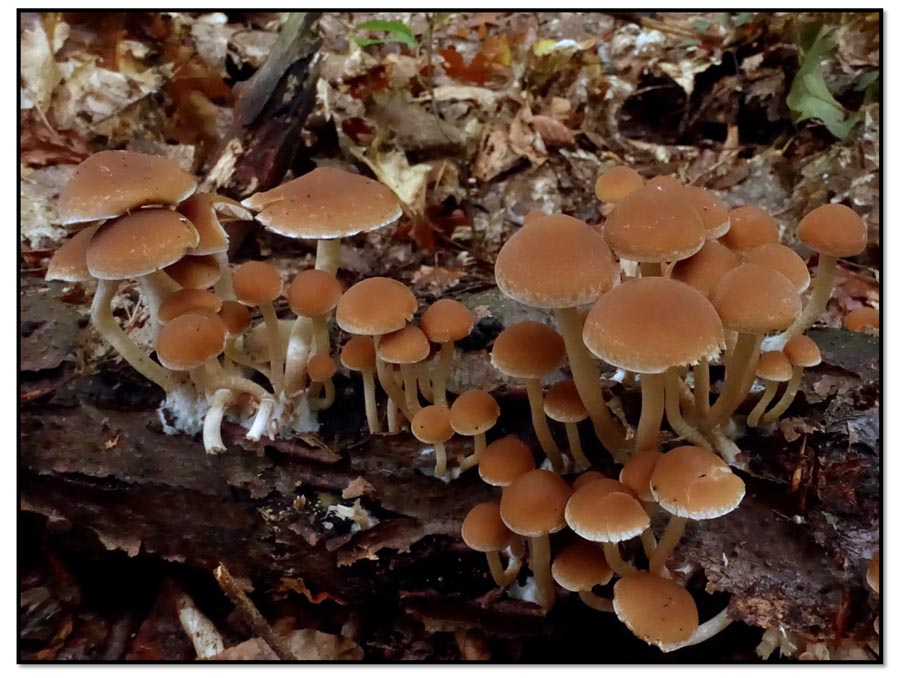 Psathyrella piluliformis